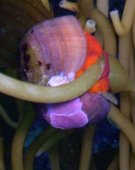 Smooth Turban / Kelp Snail (Norrisia norrisii). These sna... by Kevin Robert Panizza 